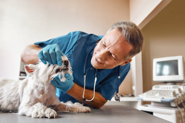 Best Emergency Tooth Extraction in New Baltimore, VA
